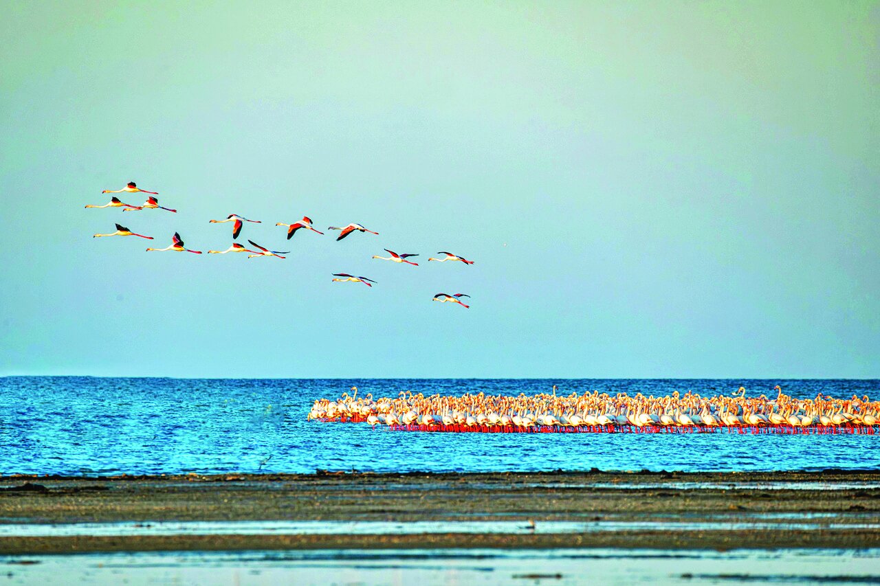 پرندگان مهاجر