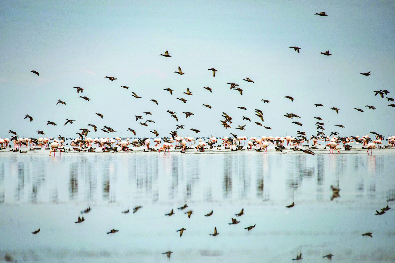 پرندگان مهاجر