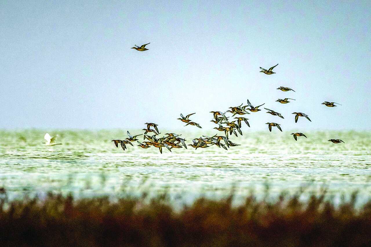 پرندگان مهاجر