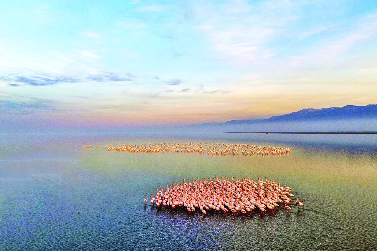 پرندگان مهاجر