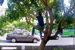 توت‌های خیابانی؛ دام شیرین برای سلامتی شما