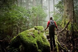 جنگل فقط آرامش نمی‌دهد؛ شاید سیستم ایمنی بدن را هم تقویت کند
