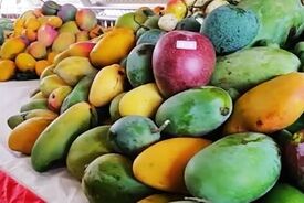 تصاحب بازار انبه دنیا توسط ابرقدرت کشاورزی جنوب آسیا